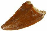 Serrated Raptor Tooth - Real Dinosaur Tooth #300798-1